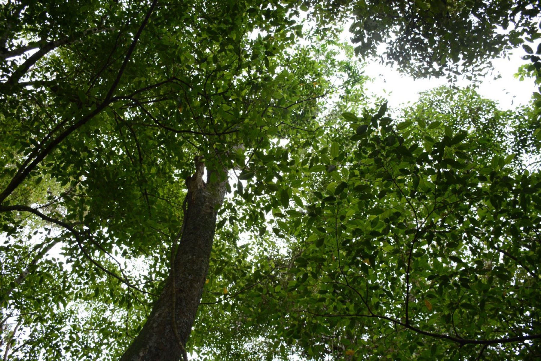 Selva