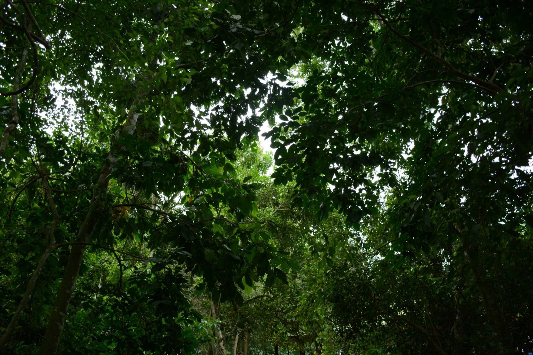 Selva