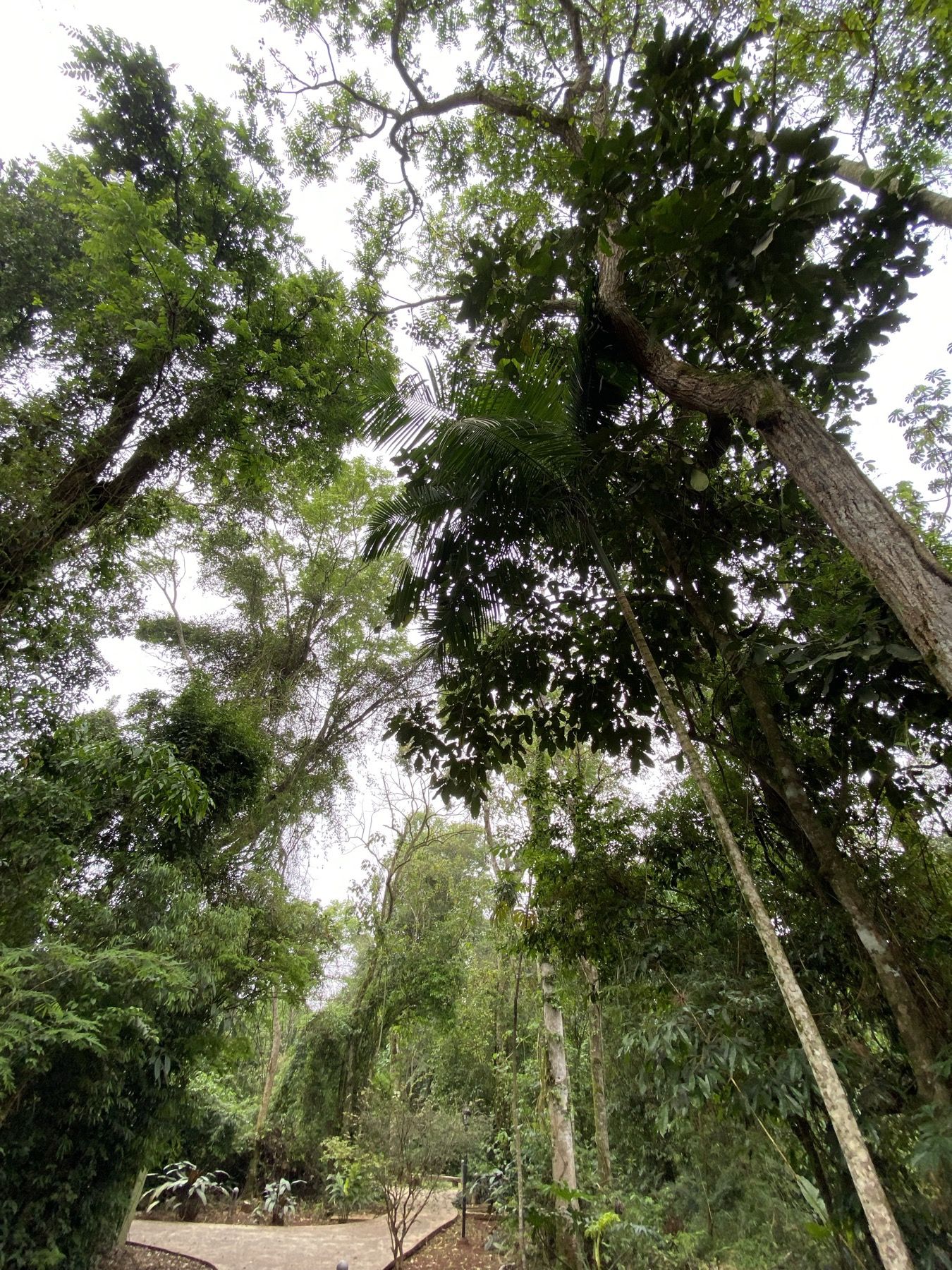 Selva