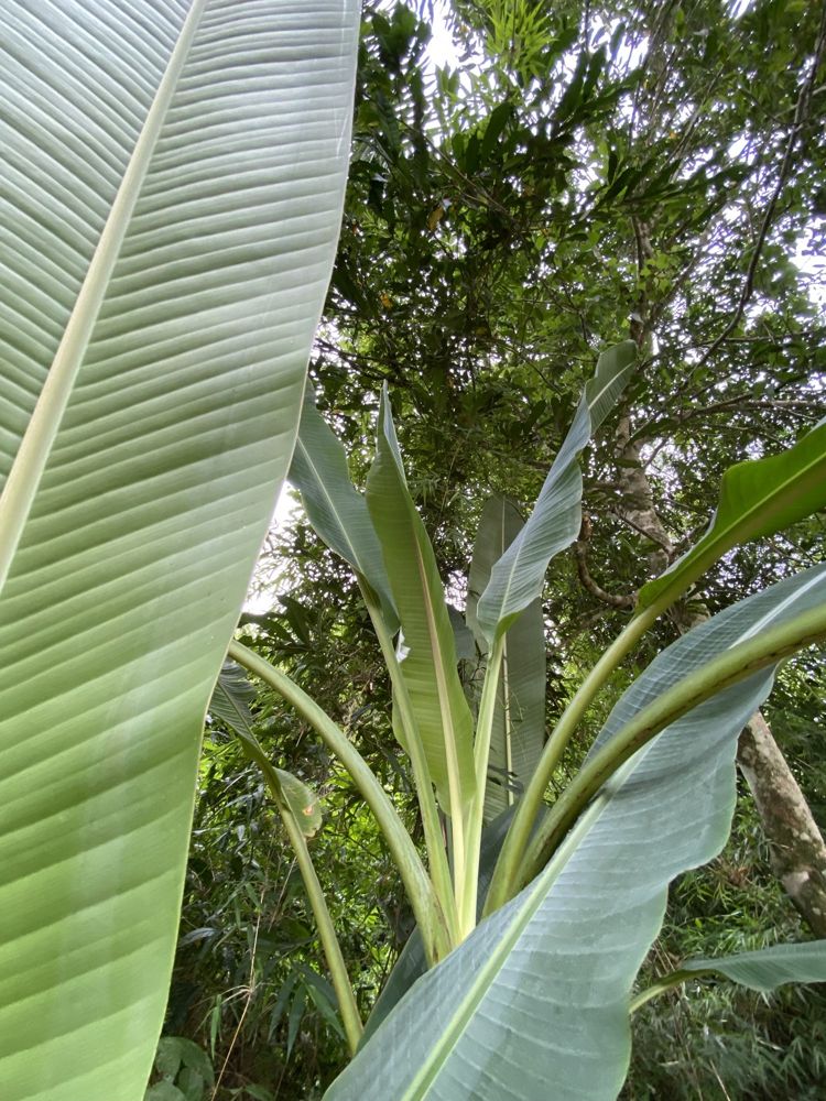 Flora